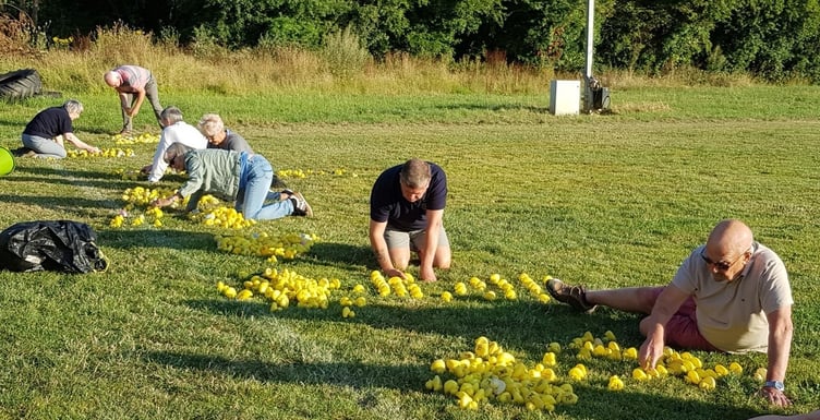 Ducks being counted
