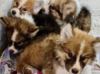 Puppies dumped in a skip are on the mend