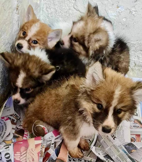 The puppies after they were found dumped in a box in a skip. Photo: Forest of Dean Dog Rescue