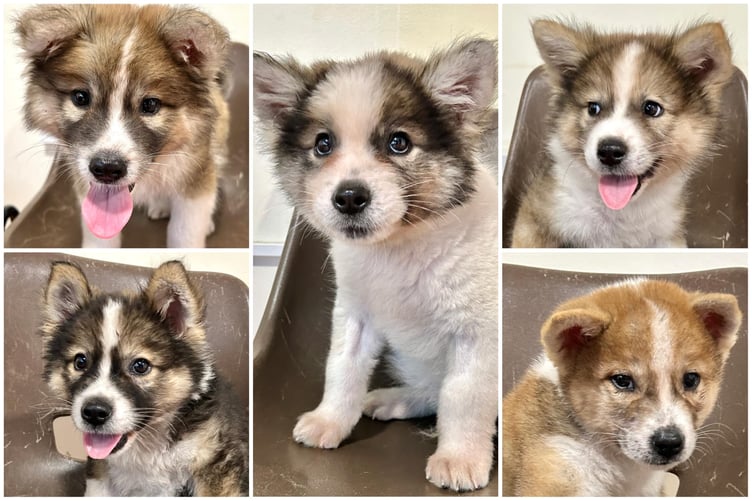 The puppies are on the mend