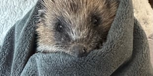 Forest of Dean Hedgehog Rescue seeks volunteers