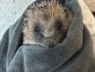 Samantha’s Little Prickles gives community hedgehog advice