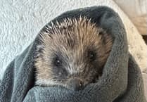 Forest of Dean Hedgehog Rescue seeks volunteers