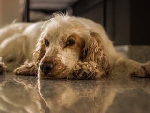 Forest of Dean resident sentenced over animal welfare offences