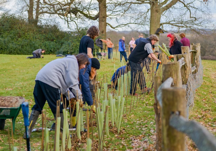 tree planting