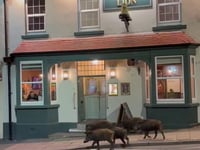 Boar are snout and about for a night on the town