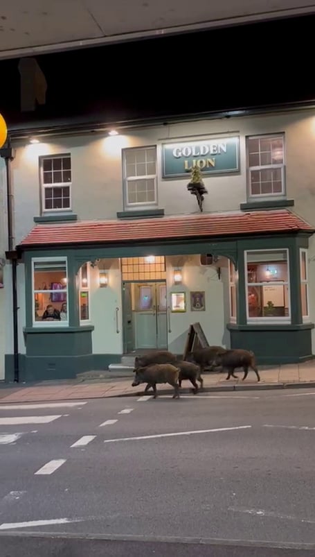 Five wild boars outside a pub in Cinderford, Gloucestershire. Five wild boars were spotted outside Golden Lion - a local pub in Cinderford, Gloucestershire. Landlady Nikki Norman explained that it is 'quite normal' for the animals to roam around town due to its proximity to Forest of Dean - where they are populated. She said: "[Costumers] love it - they think it is really great." Boar were hunted to extinction 700 years ago, but became established again in the Forest in the 1990s. 