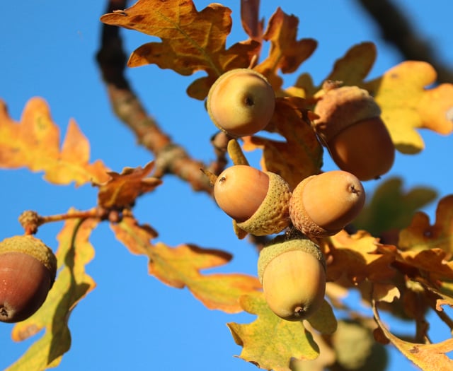 'Spur of the moment' oak felling costs couple almost £5k