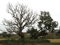 Concerns rise for the Old Oak of Ross 