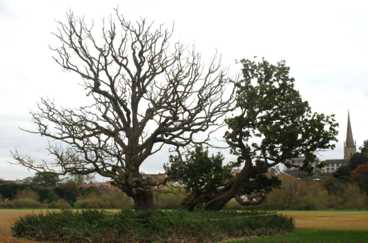 Concerns rise for the Old Oak of Ross 
