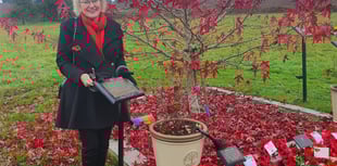 Cherry tree takes on prestigious role 