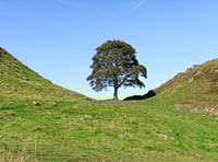 Sycamore Gap tree to live on in Biblins sapling after duo convicted