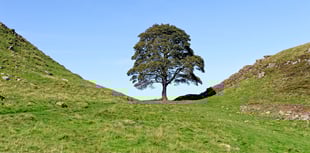 Sycamore Gap tree to live on in Biblins sapling after duo convicted