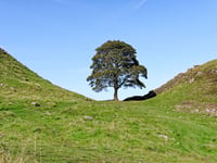 Biblins Youth Campsite to receive Sycamore Gap sapling