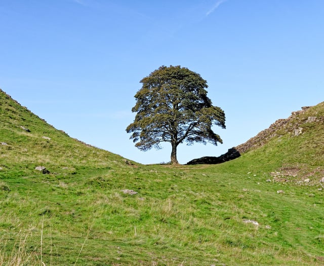 Sycamore Gap tree to live on in Biblins sapling after duo convicted