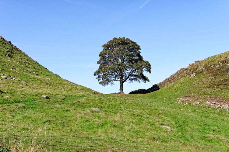 Hadrians wall at Sycamore Gap between Housesteads and Steel Rigg. Famous Sycamore tree is known as Robin Hood's Tree, Northumberland, England United Kingdom