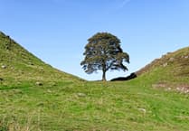 Sycamore Gap tree to live on in Biblins sapling after duo convicted