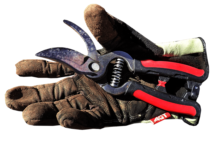 Image by Beverly Buckley from Pixabay