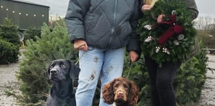 Pets are an essential part of Christmas 