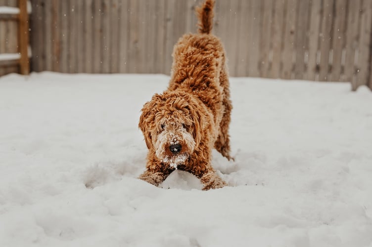 Dog in snow