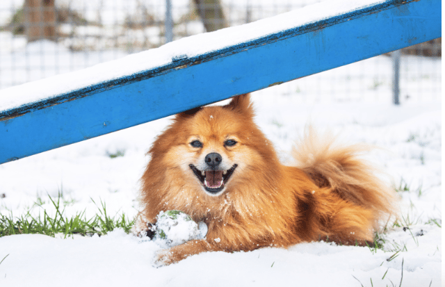 Big freeze: RSPCA tips to keep animals safe as cold snap hits