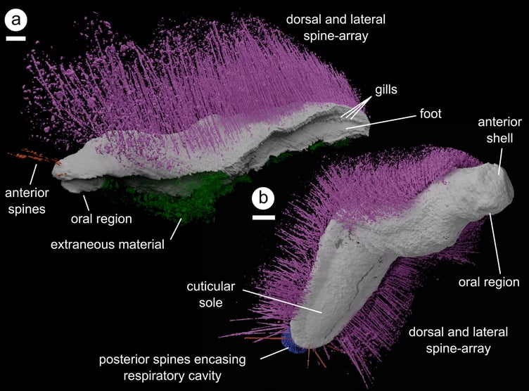 *ONLINE EMBARGO 16.00 GMT, 08/01/25*
Image showing a detailed 3D model of Punk (at the top) and Emo (at the bottom), reconstructed as digital virtual fossils. Both specimens from an undisclosed locality in Herefordshire, UK. Release date January 8 2025. A pair of 430 million-year-old mollusc fossils have been named "Punk" and "Emo" by scientists. Researchers say the newly discovered artefacts show that early lifeforms were "more complex and adaptable" than previously known. They explained that spiky Punk resembles worm-like molluscs with long spines, but it also has a broad foot and gills like chitons. Emo, similarly worm-like with a long body and spines, also features shells and a compressed body similar to chitons. Molluscs are one of lifes most diverse animal groups and analysis of the newly discovered fossils is challenging long-held views on their early origins. The fossils, dating from the Silurian period, were retrieved in Herefordshire and shed light on the molluscs complex evolutionary history and how they moved.