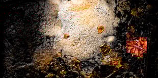 Ross Photo Club’s Autumn competition results