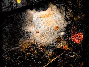 Ross Photo Club’s Autumn competition results