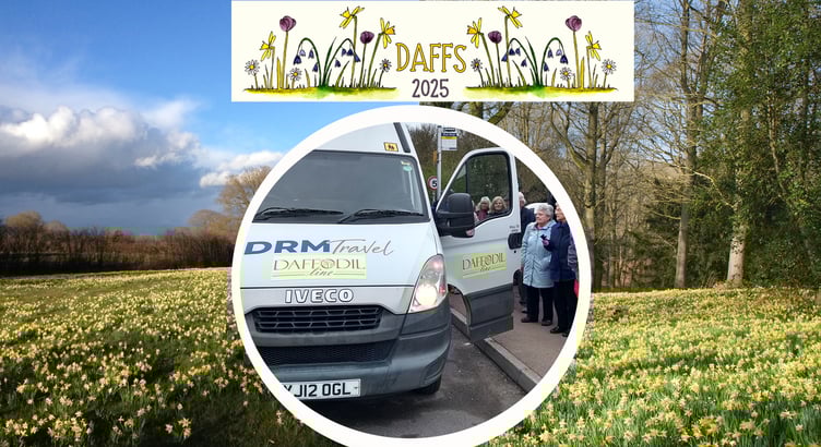 Daffodil line montage