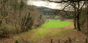 Harvesting operations in Chase Wood