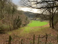 Harvesting operations in Chase Wood