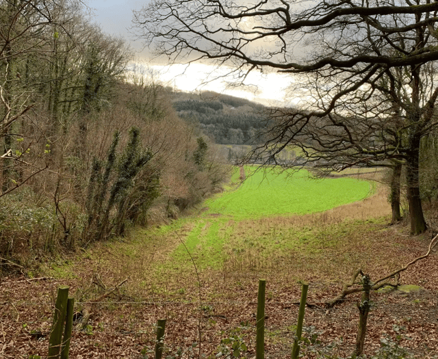 Harvesting operations in Chase Wood