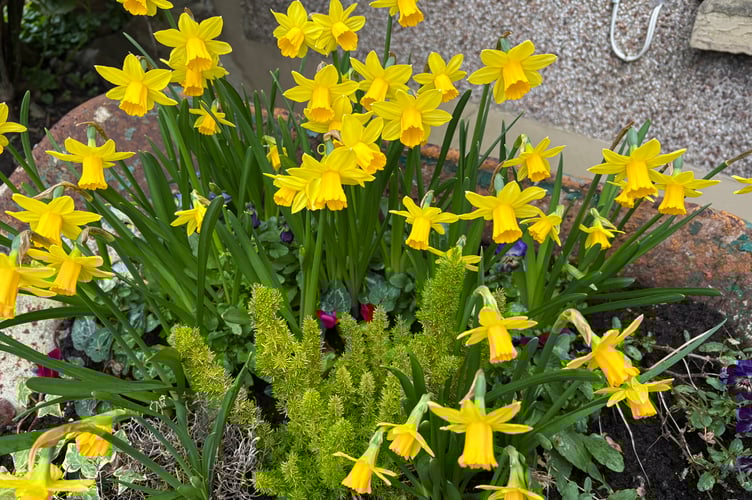 Daffs
