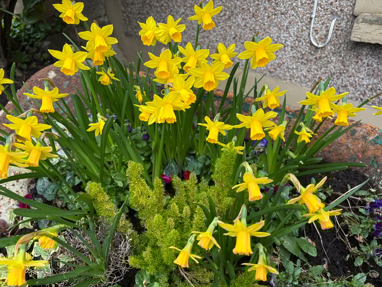 Daffs