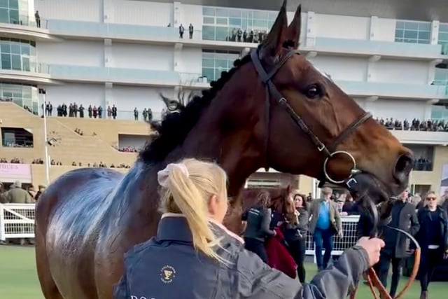 Royale Pagaille sixth again in Gold Cup