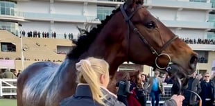 Royale Pagaille sixth again in Gold Cup