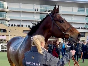 Royale Pagaille sixth again in Gold Cup
