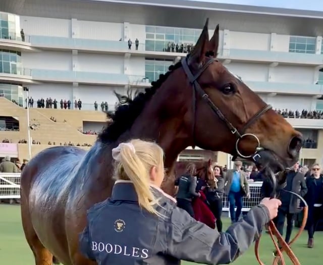 Royale Pagaille sixth again in Gold Cup
