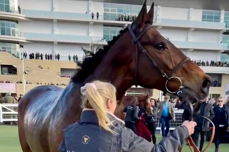 Royale Pagaille after finishing sixth in his fourth Gold Cup