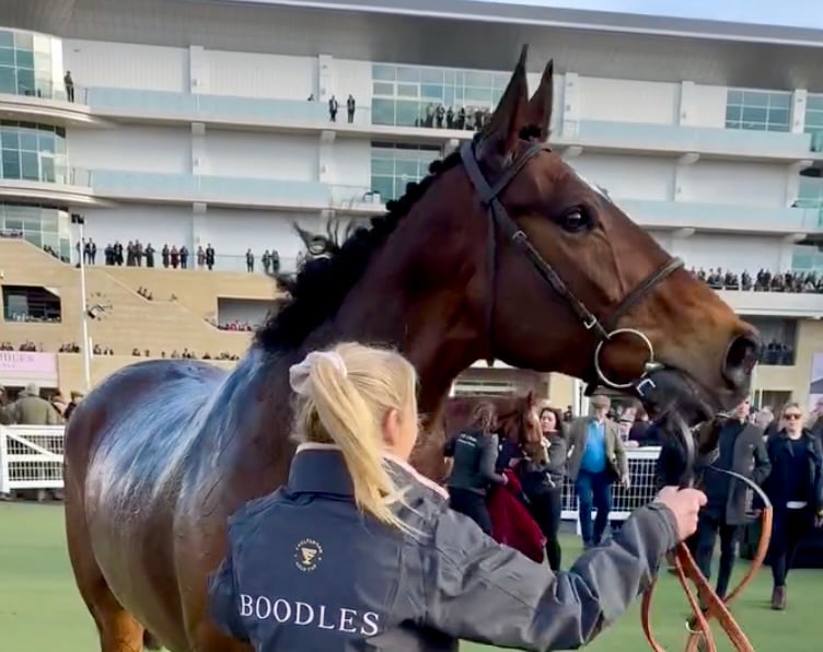 Royale Pagaille after finishing sixth in his fourth Gold Cup