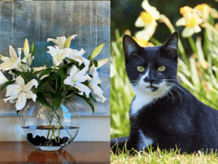 Expert warns cat owners not to buy lilies this Mother’s Day