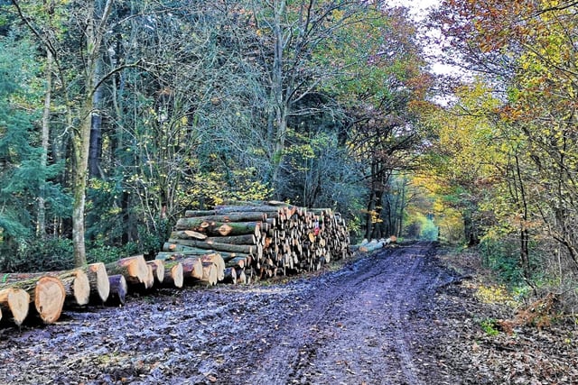 Dymock Tree felling by Forestry England