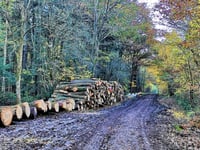 Dymock Tree felling by Forestry England