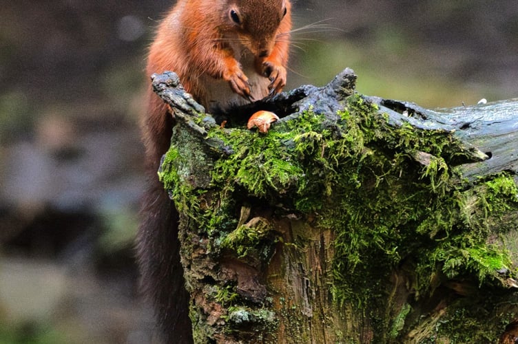 squirrel 