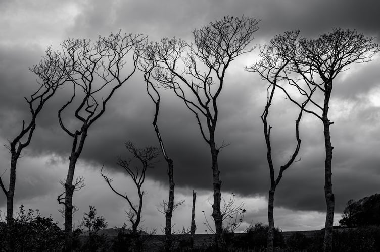 trees in wind