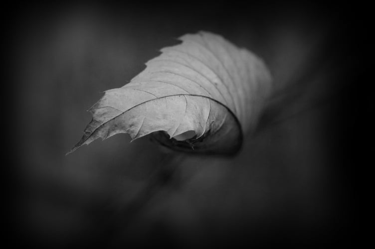 Leaf