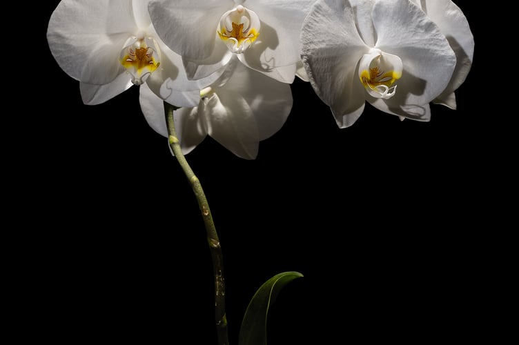 White Moth Orchid
