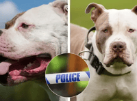 Police arrest man for out-of-control pets as dog dies 
