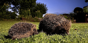 Explore town's hedgehog heritage with family-friendly trail