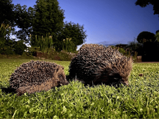 Explore town's hedgehog heritage with family-friendly trail